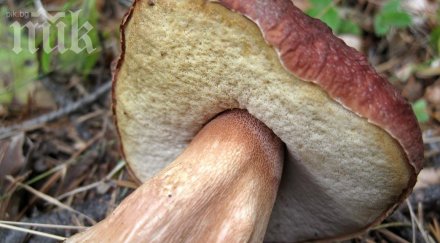 откриха гъба гигант тегло 1350 смолян