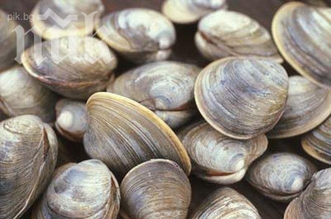 Вижте защо мидите са толкова полезни за диета