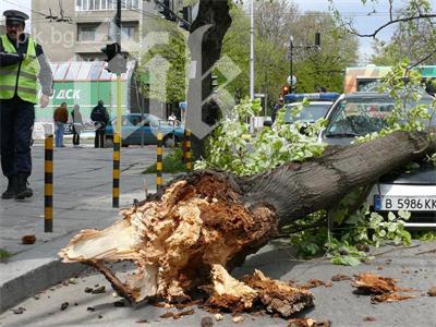 Глобиха фирма с 50 бона за отсечени дървета