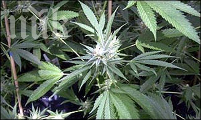 Откриха 26 кг смешна трева край Петрич