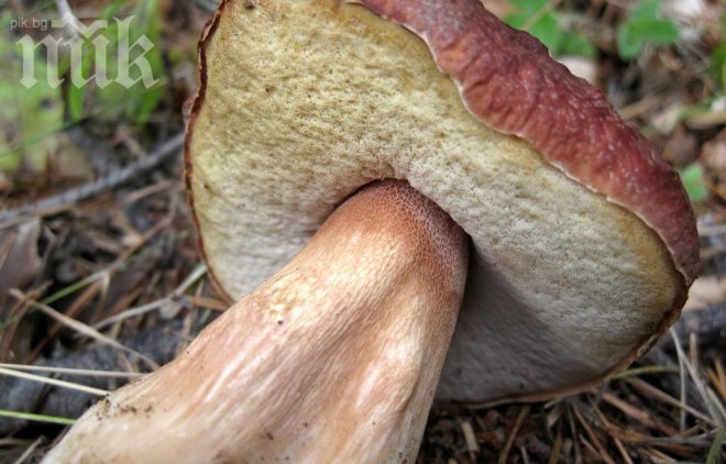 Откриха гъба-гигант с тегло 1,350 кг край Смолян 