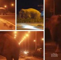 Среднощна разходка: Див слон предизвика паника по улиците на тайландски град (ВИДЕО)