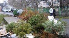 В Стара Загора засаждат живите коледни дръвчета