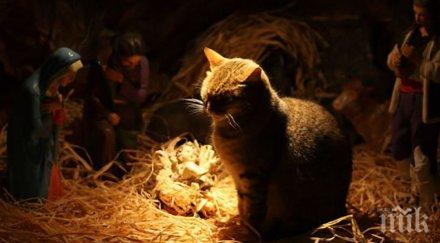 котка изкуствовед унищожи картина xvii век