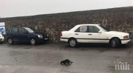 зимни гости видри превзеха морска гара бургас снимки