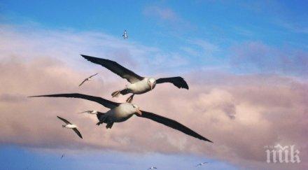 пробив учени откриха гена моногамията