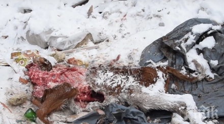 касапница кърджалийско кокали карантии окървавиха снега снимки