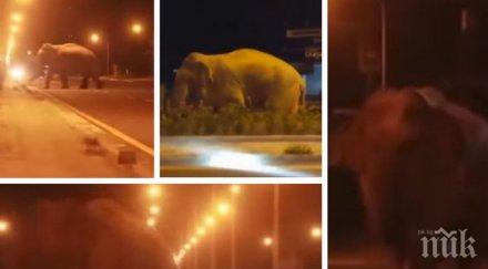 среднощна разходка див слон предизвика паника улиците тайландски град видео