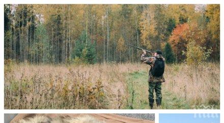 кървава вендета родопите ловджии стрелят овчарски кучета отново кмет замесен снимки