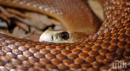 шок ужас британец купи чайник пълен змии
