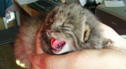 култово хванаха контрабандист малки котета панталоните