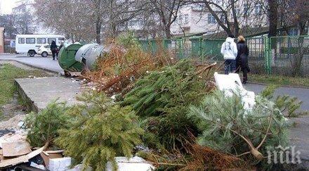 стара загора засаждат живите коледни дръвчета