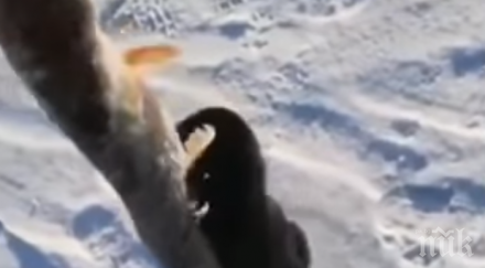 норка опита отмъкне улова руски рибари видео