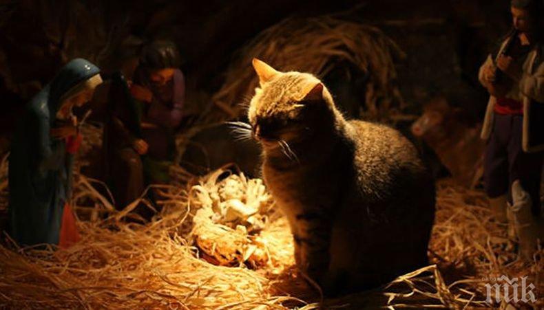 Котка на изкуствовед унищожи картина от XVII век