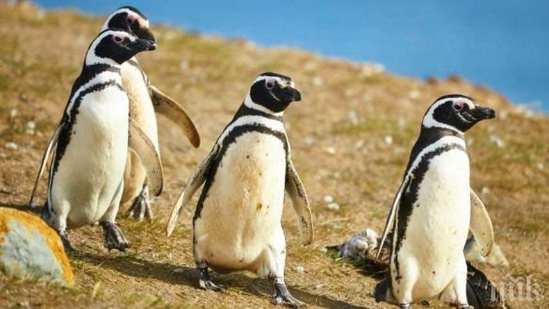 Женски пингвини се скитат на южноамериканския бряг