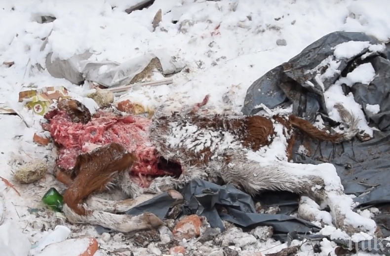 КАСАПНИЦА В КЪРДЖАЛИЙСКО: Кокали и карантии окървавиха снега (СНИМКИ 18+)