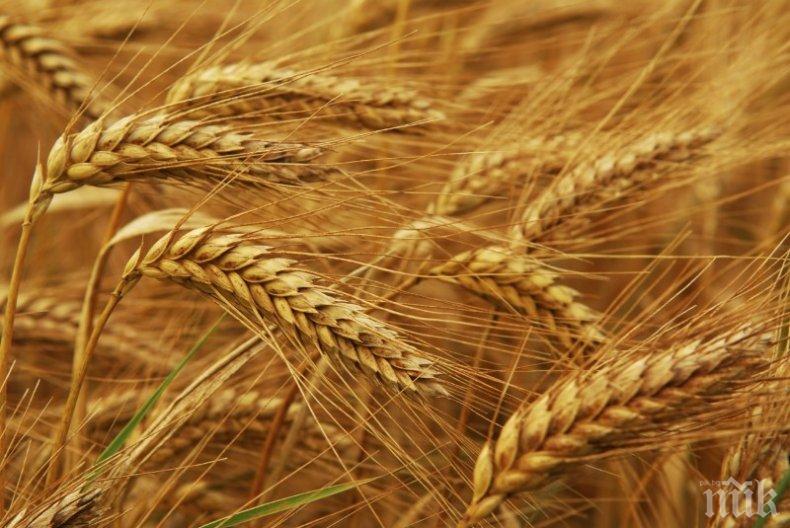 Пшеницата скочила с 20% за година, петролът паднал с толкова