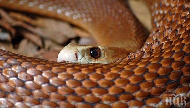 ШОК И УЖАС: Британец си купи чайник пълен със змии