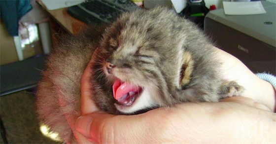 КУЛТОВО: Хванаха контрабандист с малки котета в панталоните