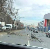 МЕЛЕ: БМВ се размаза челно в дърво (СНИМКИ)
