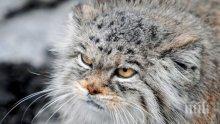 Котарак прегриза сънната артерия на крадец в Русия, прати втори в реанимация
