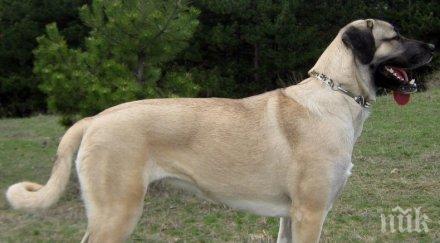 полицията ботевград разследва убийство куче породата кангал