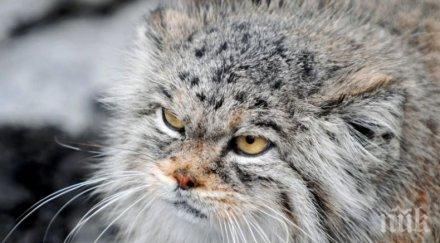 котарак прегриза сънната артерия крадец русия прати втори реанимация