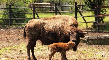 139 животни родиха столичния зоопарк