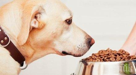 британска фирма предлага храна кучета насекоми