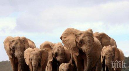 природата знае африканските слонове еволюират раждат без бивни спасят бракониерите