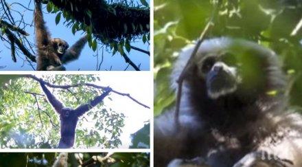 хит кадри дете рядък вид гибони заснети китай превзеха мрежата видео