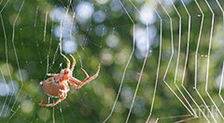 странно явление бразилия валяха паяци