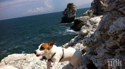 зоополицията нов случай разстреляно куче мъж горна оряховица гръмна любимеца съседите сърцето снимки