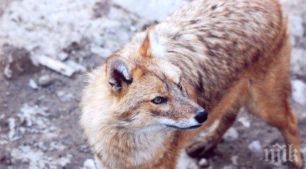 напаст чакали нападнаха пазарджишко