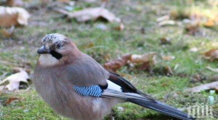 естествен подбор глобалното затопляне ожесточава междувидовата борба птиците