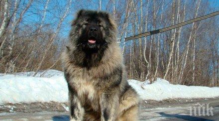 дивия северозапад задържаха изрод застрелял кавказка овчарка
