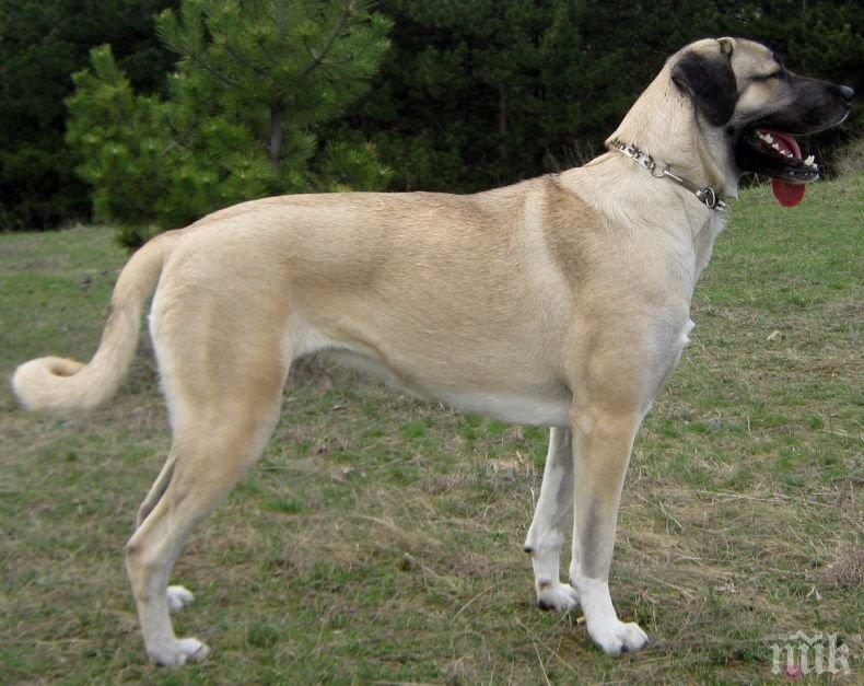 Полицията в Ботевград разследва убийство на куче от породата кангал