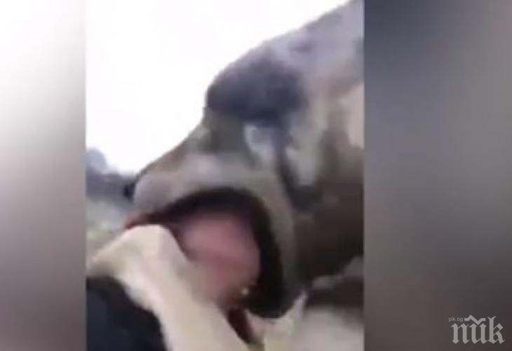 ШОКИРАЩИ КАДРИ: Вълк яде главата на момиче (ВИДЕО 18+)