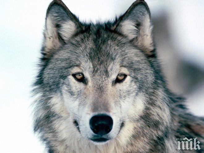 Овчарски кучета удушиха бесен вълк (СНИМКА)