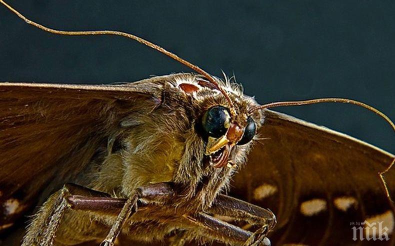 УНИКУМ: Ето как военни използват насекомите в битка