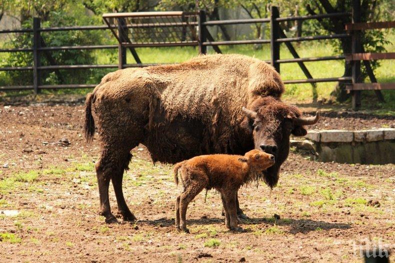 139 животни се родиха в столичния зоопарк
