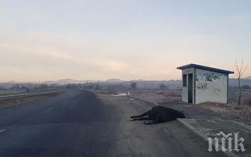 НОЩЕН ЕКШЪН: Мерцедес отнесе кон на пътя Кърджали-Момчилград, шофьорът е в болница