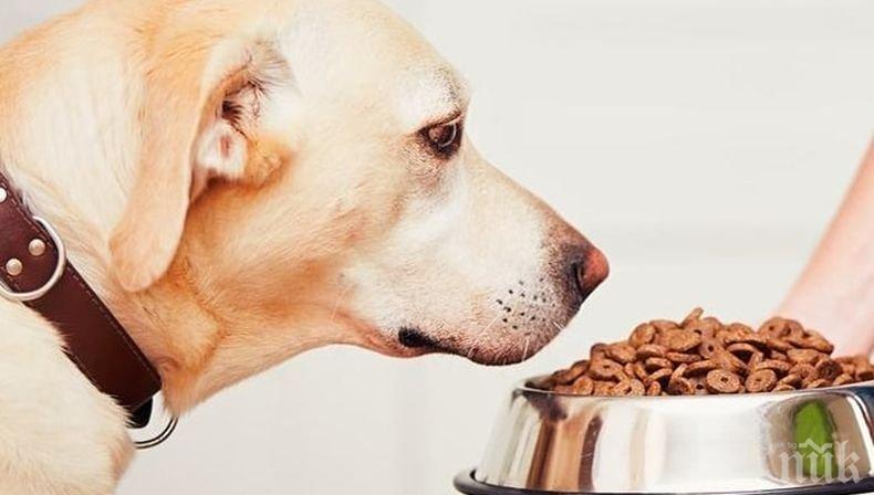 Британска фирма предлага храна за кучета от насекоми