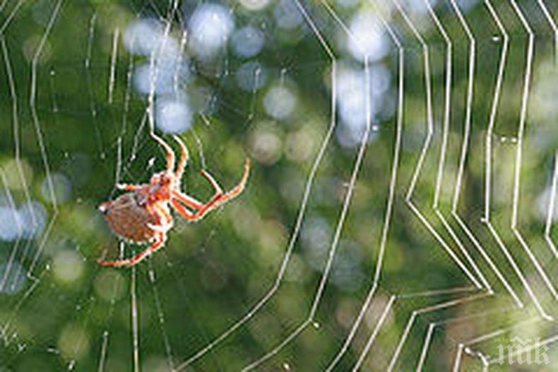 СТРАННО ЯВЛЕНИЕ: Над Бразилия валяха паяци