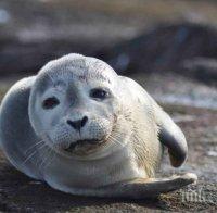 Нашествие на тюлени на остров Нюфаундленд