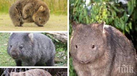 мерки властите австралия необичаен призив туристите