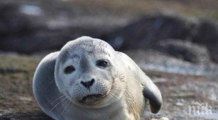 нашествие тюлени остров нюфаундленд