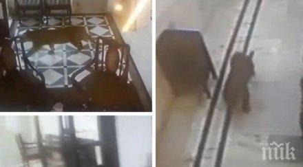 неочакван гост див леопард нахлу хотел индия видео