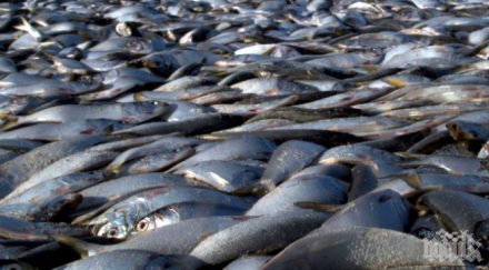 проверяват причините мора риба язовир мандра