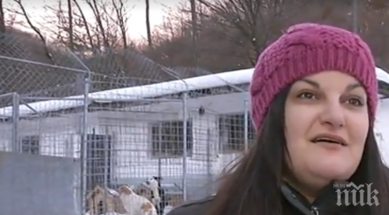 концлагер кучета габрово четириногите страдат недохранхване даренията тях изчезват